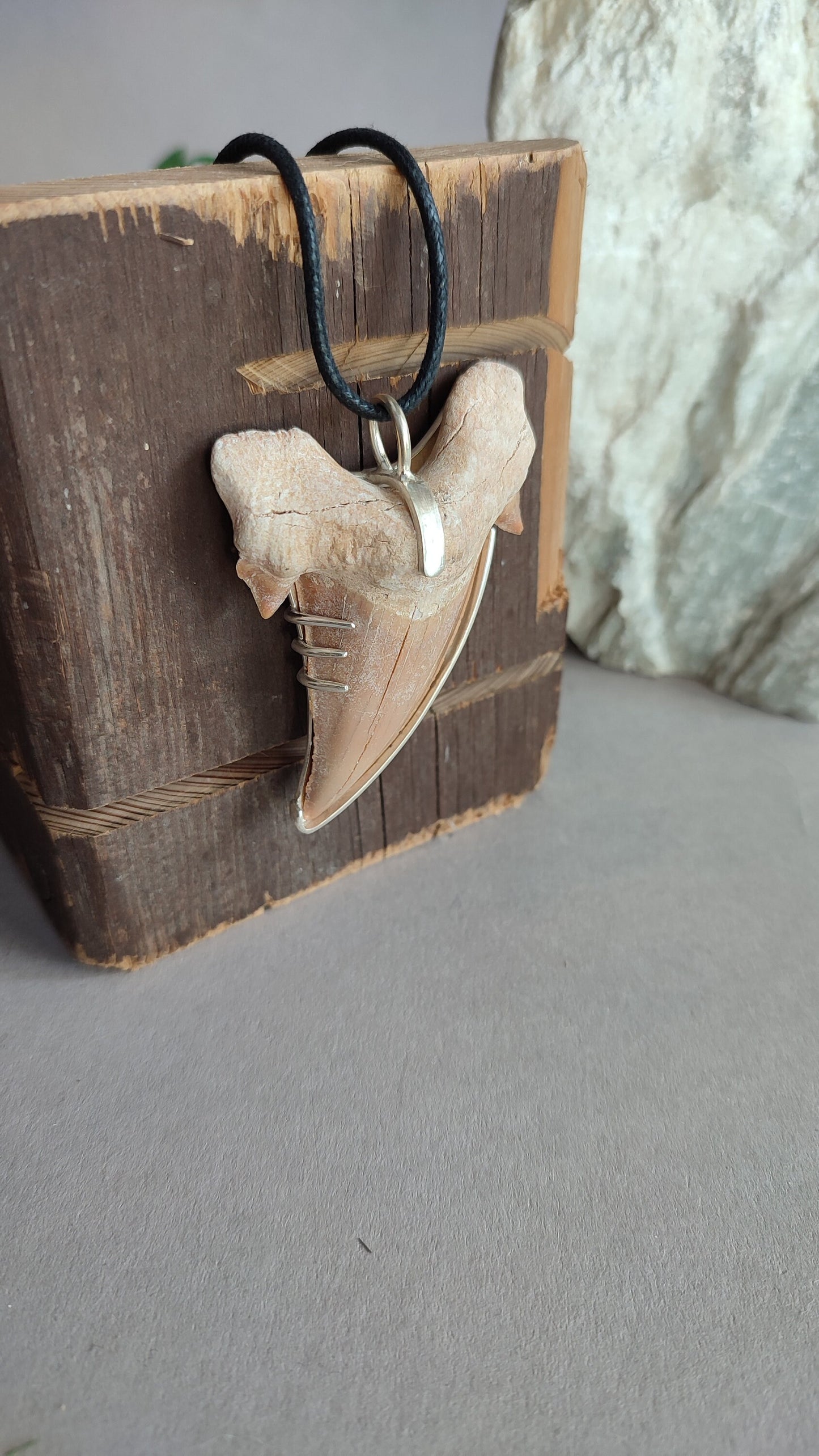 Eocene Era Tooth  - Dinosaur pendant