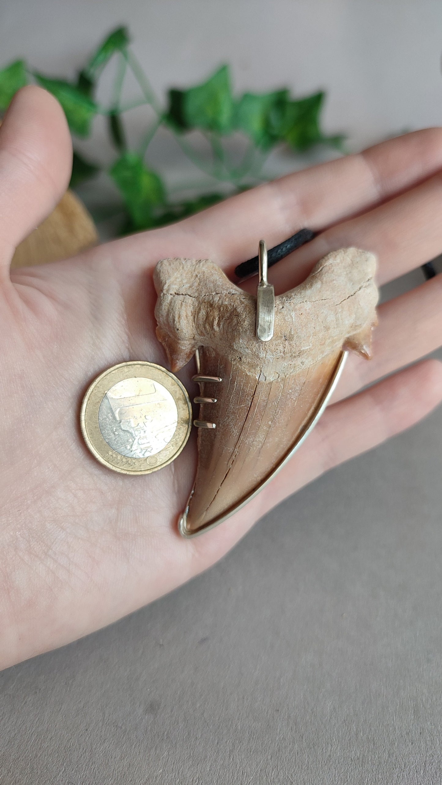 Eocene Era Tooth  - Dinosaur pendant