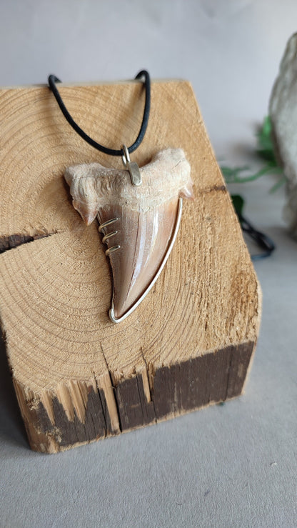 Eocene Era Tooth  - Dinosaur pendant